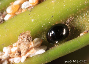 蘇鐵白輪盾蚧 蘇鐵白輪盾蚧