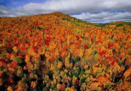 稀缺人才引進計畫 稀缺人才引進計畫