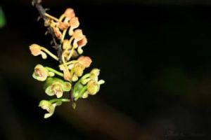 小葉寄樹蘭 小葉寄樹蘭