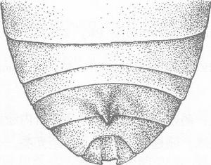 凹窩皺皮肖葉甲 凹窩皺皮肖葉甲