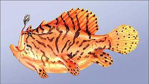 三棘獅子魚