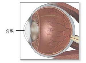 角膜