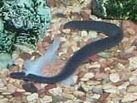 盲游蚓科 盲游蚓科