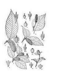 堅樺(原變種) 堅樺(原變種)