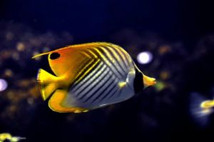 徐州雲龍湖水族館 徐州雲龍湖水族館