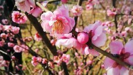 泉港植物園 泉港植物園