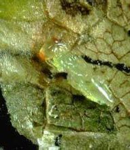 菜斑潛蠅 菜斑潛蠅