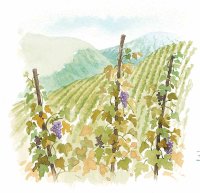 （圖）美味葡萄酒