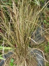 宜昌苔草 宜昌苔草