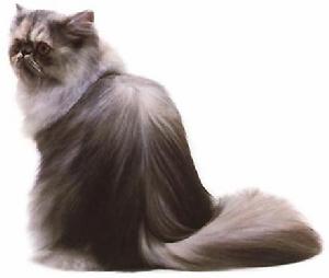暗藍灰色玳瑁色貓