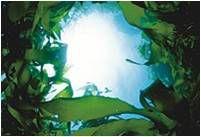 黃金海藻 黃金海藻