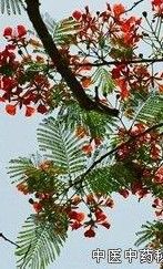 二色內風消 二色內風消