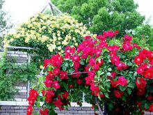 花語[用花表達的語言]