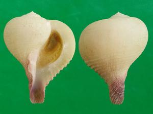 小洋蔥螺 小洋蔥螺