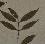 雲桂虎刺 雲桂虎刺