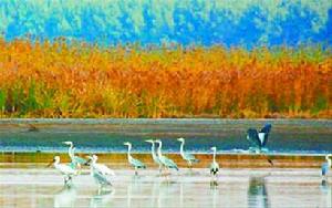 蓮花湖吸引多種珍稀候鳥前來落腳