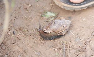 無名平瓣擬蛇蝸牛 無名平瓣擬蛇蝸牛