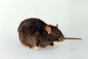 家鼠
