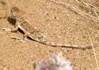 荒漠沙蜥