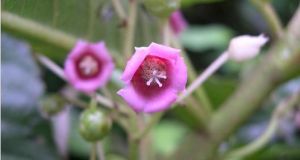 聚錐水東哥 聚錐水東哥