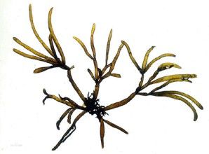 鹿角海蘿 鹿角海蘿