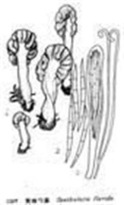 櫟實蘭斯盤菌燈台樹變種 櫟實蘭斯盤菌燈台樹變種