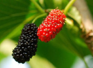 金地生態農業觀光園 金地生態農業觀光園