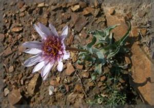 中亞婆羅門參 中亞婆羅門參