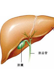 膽囊腫瘤 膽囊腫瘤
