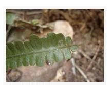 裂葉雙蓋蕨 裂葉雙蓋蕨