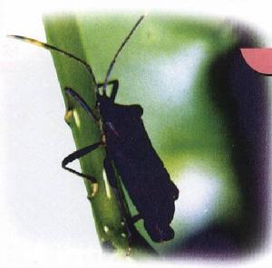 紋須同緣蝽 紋須同緣蝽