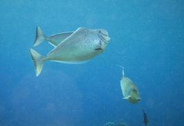 球吻鼻魚 球吻鼻魚