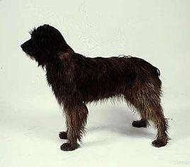 庇里牛斯牧羊犬 庇里牛斯牧羊犬