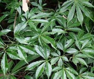 狹葉山芹 狹葉山芹