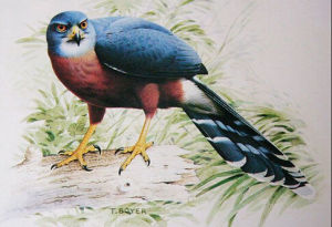 非洲長尾鷹 非洲長尾鷹