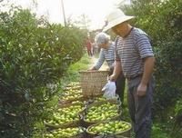 新會陳皮製作技藝：採收