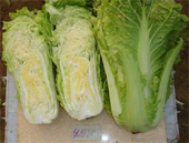 優抗98號 優抗98號