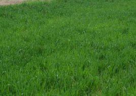 小麥返青期 小麥返青期