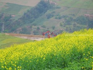 油田鄉