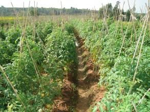 小黃瓜園村 小黃瓜園村