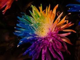 染色鮮花 染色鮮花