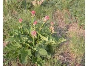 條裂大黃 條裂大黃