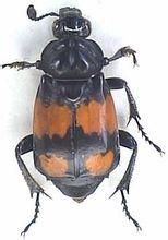 額唇基溝 額唇基溝