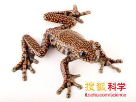 查爾斯王子溪樹蛙