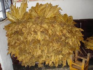 小瓦鍋村特色產業-菸葉