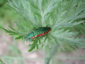 吉丁蟲科 吉丁蟲科