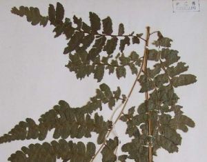 百山祖短腸蕨 百山祖短腸蕨