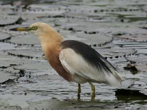 爪哇池鷺 爪哇池鷺