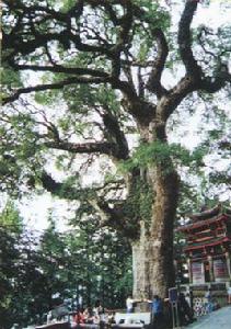 枝枝朝北 枝枝朝北