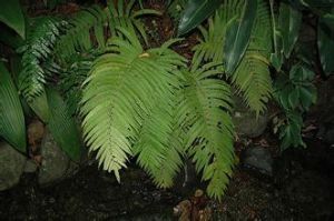 蘭嶼鐵角蕨 蘭嶼鐵角蕨